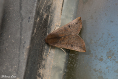 Dasycorsa modesta