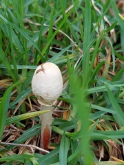 Leucoagaricus bisporus