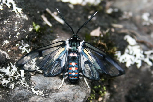Dasysphinx pilosa