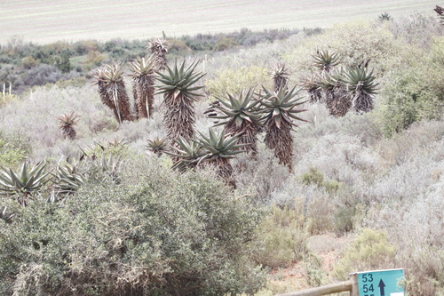 Aloe ferox