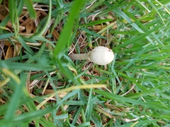 Leucoagaricus bisporus