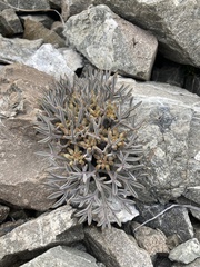 Lignocarpa carnosula