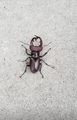 Lucanus elaphus