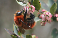 Bombus rubicundus