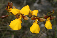 Cyrtochilum aureum