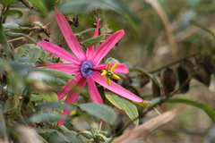 Passiflora buchtienii