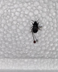 Blapstinus discolor