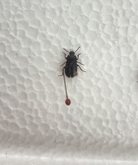 Blapstinus discolor