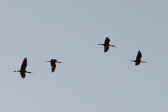 Plegadis falcinellus