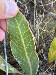 Protea scolopendriifolia