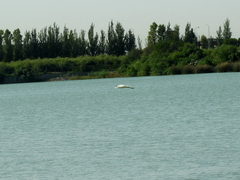 Egretta thula