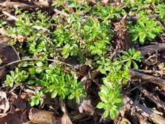 Galium aparine