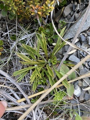 Aciphylla monroi