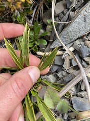 Aciphylla monroi