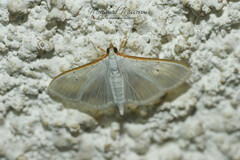 Palpita vitrealis
