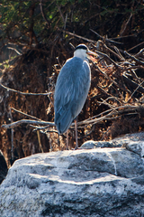 Ardea cinerea
