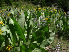 Wyethia mollis