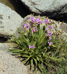 Primula fragrans