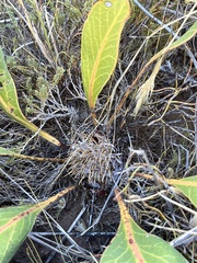 Protea scolopendriifolia