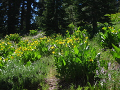 Wyethia mollis
