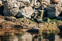 Plegadis falcinellus