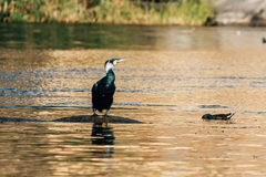 Phalacrocorax carbo
