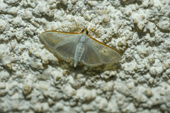 Palpita vitrealis