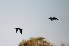 Plegadis falcinellus