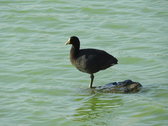Fulica leucoptera