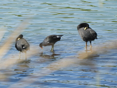 Gallinula galeata