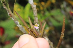 Ionopsis satyrioides