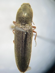 Gambrinus griseus