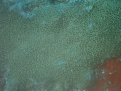 Palythoa