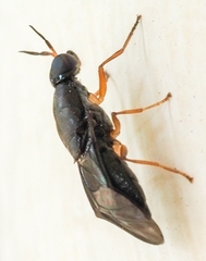 Stratiomyidae