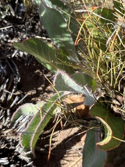 Protea scolopendriifolia