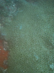Palythoa