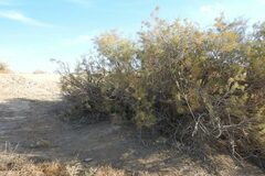 Haloxylon