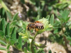 Andrena