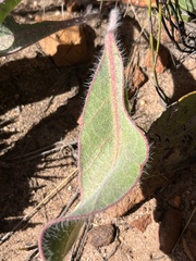 Protea scolopendriifolia