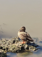 Anas platyrhynchos