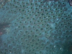 Palythoa