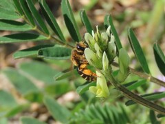 Andrena
