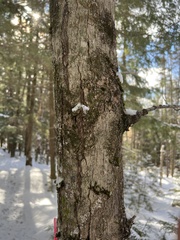 Fraxinus nigra