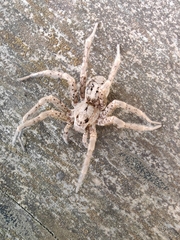 Dolomedes dondalei