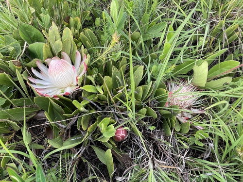 Protea humifusa image