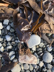 Laminariaceae