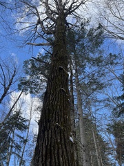 Populus