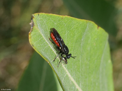 Lampria bicolor