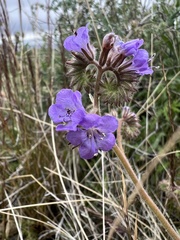 Phacelia crenulata