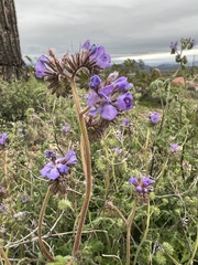 Phacelia crenulata